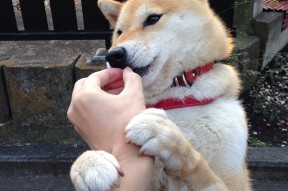 开云集团中国官网-中国女篮在国际热身赛中表现优异，竞争力增强，中国女篮热身赛赛程