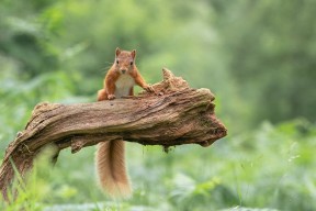 开云体育链接-勇士队与AI公司合作分析对手战术倾向，勇士球队合影