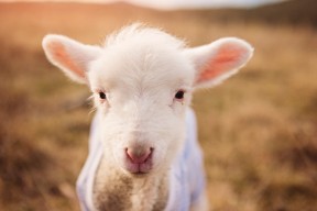 开云体育在线入口-《Valorant国际邀请赛，主播助阵引爆现场》，valorant比赛官网